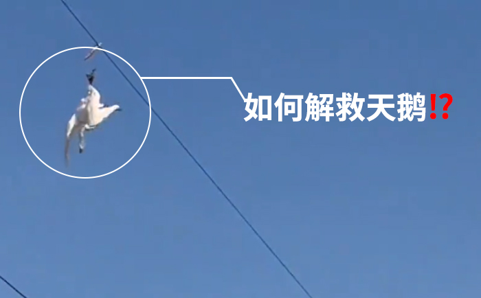 索尼快速自动聚焦摄像机助力激光清障系统准确解救高压线被困天鹅-1